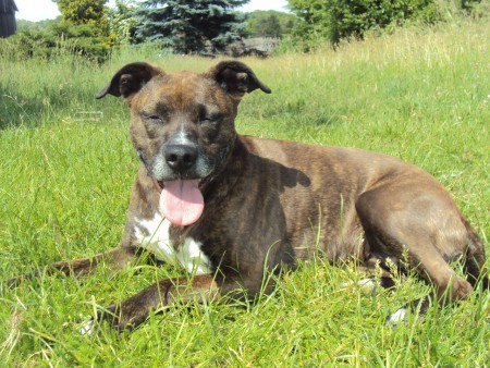 Unsere Hündin Jessi